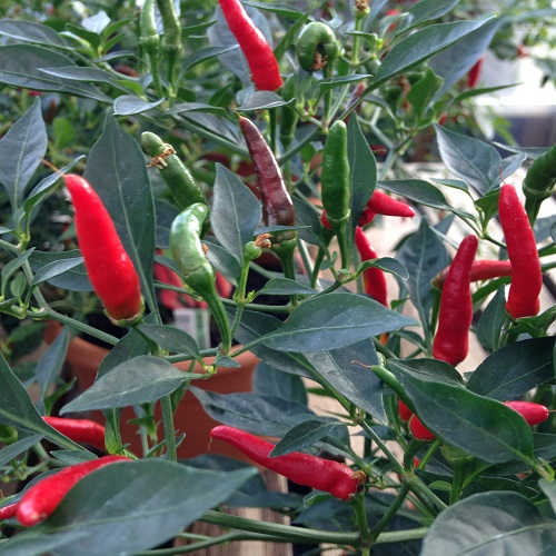 Chilli Demon Red